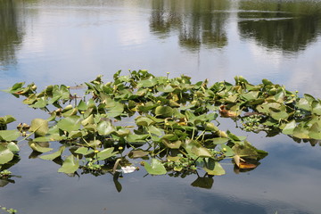 Obraz na płótnie Canvas calm pond with water lillies