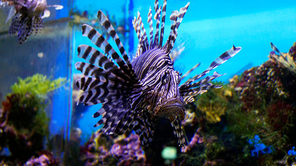 beautiful big purple fish in the aquarium