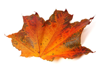 Autumn maple-leaf