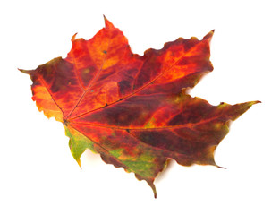 Multicolor autumn maple leaf on white background