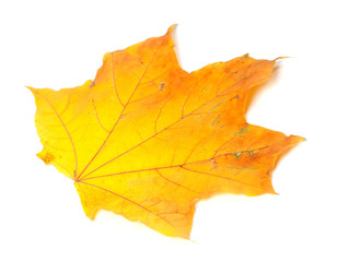 Orange autumn maple-leaf