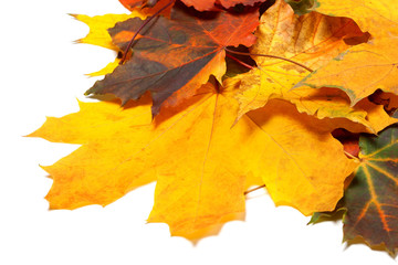 Naklejka na ściany i meble Pile of autumn multi colored maple leaves