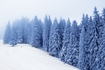 Frozen snow-covered spruce forest in fog and snowy slope