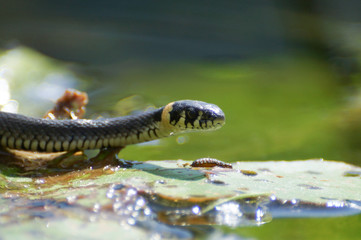 Portrait of European non venomous water Grass snake