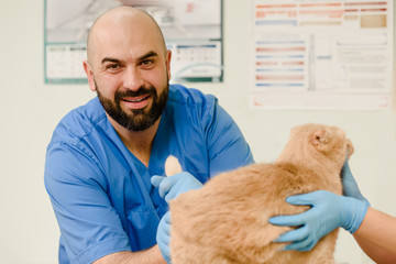 Handsome smiling veterinarian with assistant examining lop-eared Scot cat in clinic