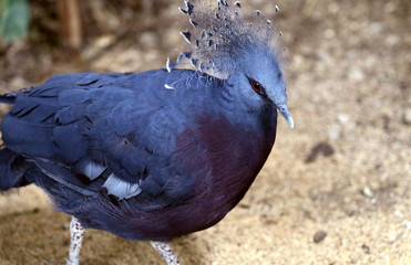 Victoria Crowned Pigeon