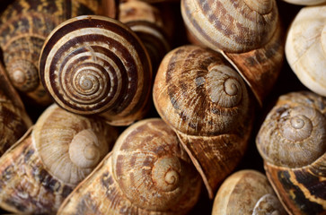 hintergrund mit vielen schneckenhäusern nebeneinander