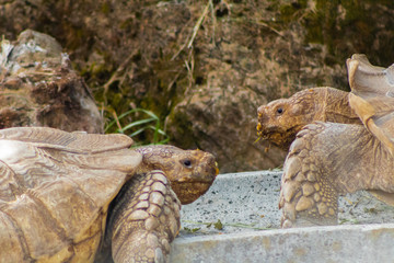 ground turtle enjoying in its enclosure