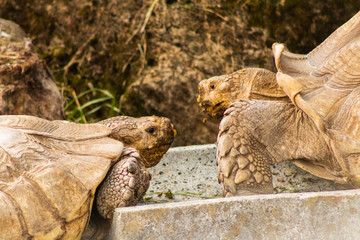 ground turtle enjoying in its enclosure