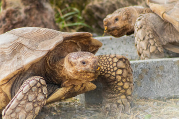 ground turtle enjoying in its enclosure
