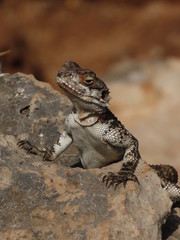 Naklejka na ściany i meble israelian lizard