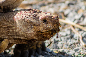 ground turtle enjoying in its enclosure