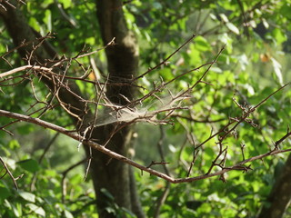 squirrel on tree