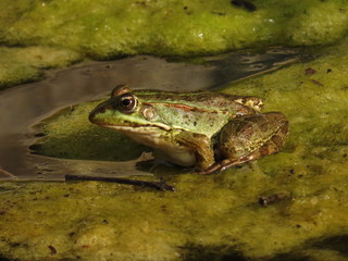 frog in pond