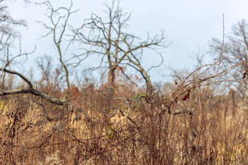 Bare trees in winter on a prairie savanna