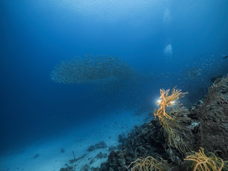 Seascape of coral reef in the Caribbean Sea around Curacao with coral, sponges, bait ball and diver