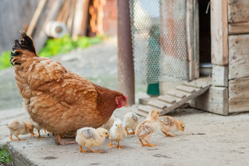 Close up yellow chicks on the floor , Beautiful yellow little chickens, Group of yellow chicks