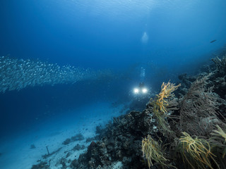 Fototapeta na wymiar Seascape of coral reef in the Caribbean Sea around Curacao with coral, sponges, bait ball and diver