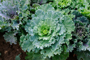Bush decorative cauliflower top view. ornamental cabbage for decorating flower beds in the garden.