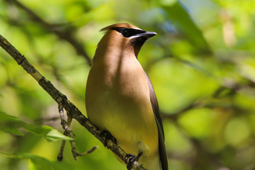 cedar waxwing on a branch