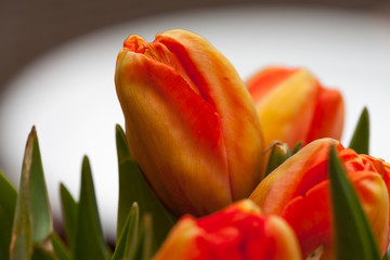 details of tulips blooming in yellow and red