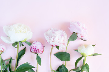 Fresh peony flowers