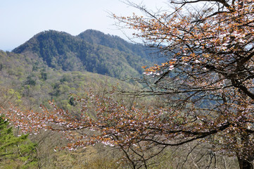 マメザクラ咲く新緑の山