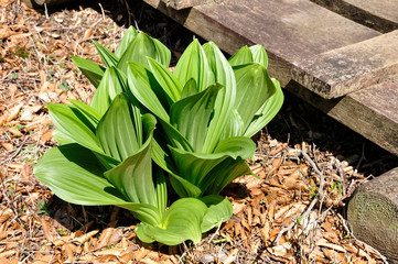 オオバイケイソウ若葉