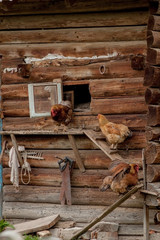 Chickens go to the henhouse. chickens comes out of the henhouse