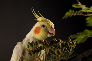Parrot Eating Close Up. Yellow Cockatiel. Black background.