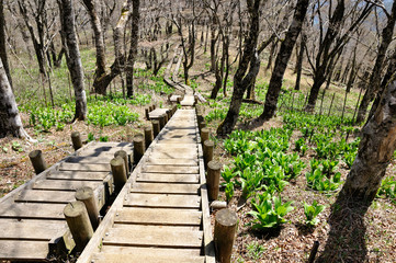 オオバイケイソウ若葉生える森の木道
