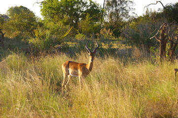 Impala watching the watchers in the grass