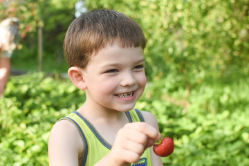 Child eat ripe organic strawberry in garden. Boy make a silly face while eat strawberry