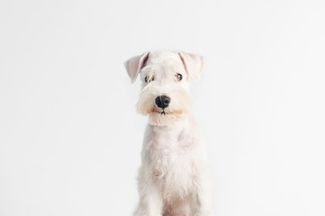 Happy, cute, funny puppy dog Schnauzer isolated on white background.