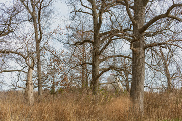 large old trees in an urban savanna woodland