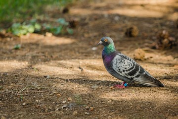 Portrait of homing pigeon of grey and green colors and orange eye standing in a park on a sunny day with red and blue bird rings on his legs. Blurry brown background.