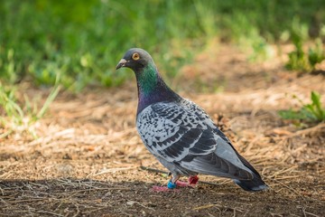Portrait of homing pigeon of grey, green and viloet colors and orange eye standing in a park on a sunny day with red and blue bird rings on his legs. Blurry green and brown background.