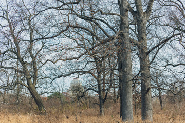 Fototapeta na wymiar large old trees in an urban savanna woodland