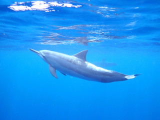 Fototapeta premium Hawaii Spinner Dolphin Big Island Kona