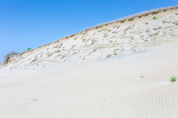 Sand dunes of the Curonian spit also known as "Dead or Grey dunes". Desert plants of wild untouched nature. This place the highest drifting sand dunes in Europe. Nida, Lithuania.
