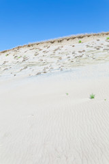 Sand dunes of the Curonian spit also known as 