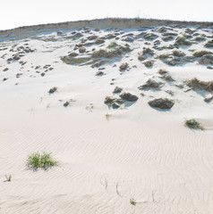 Sand dunes of the Curonian spit also known as "Dead or Grey dunes". Desert plants of wild untouched nature. This place the highest drifting sand dunes in Europe. Nida, Lithuania.