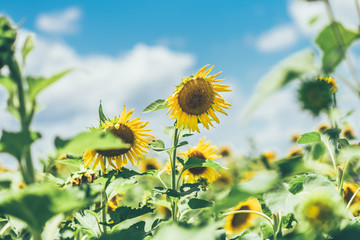 Sunflower in field