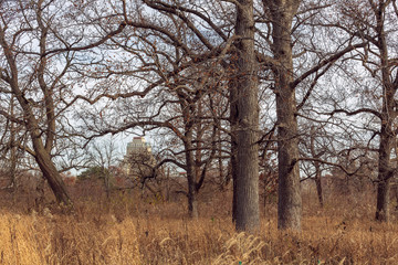 Fototapeta na wymiar large old trees in an urban savanna woodland with architecture