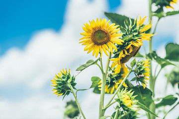 Sunflowers and blue sky
