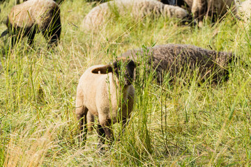 Lamm  versteckt sich hinter Grashalmen