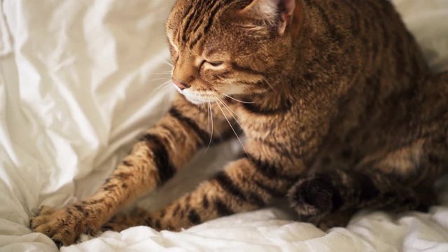 Bengal Cat Sitting On Bed Kneading - Pushing His Claws In And Out On The Blanket