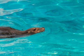 sea lion resting in the early morning in the sun with water