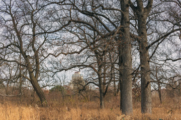 large old trees in an urban savanna woodland with architecture
