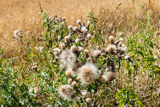 Verbl&uuml;hte Mariendistel vor Rapsfeld